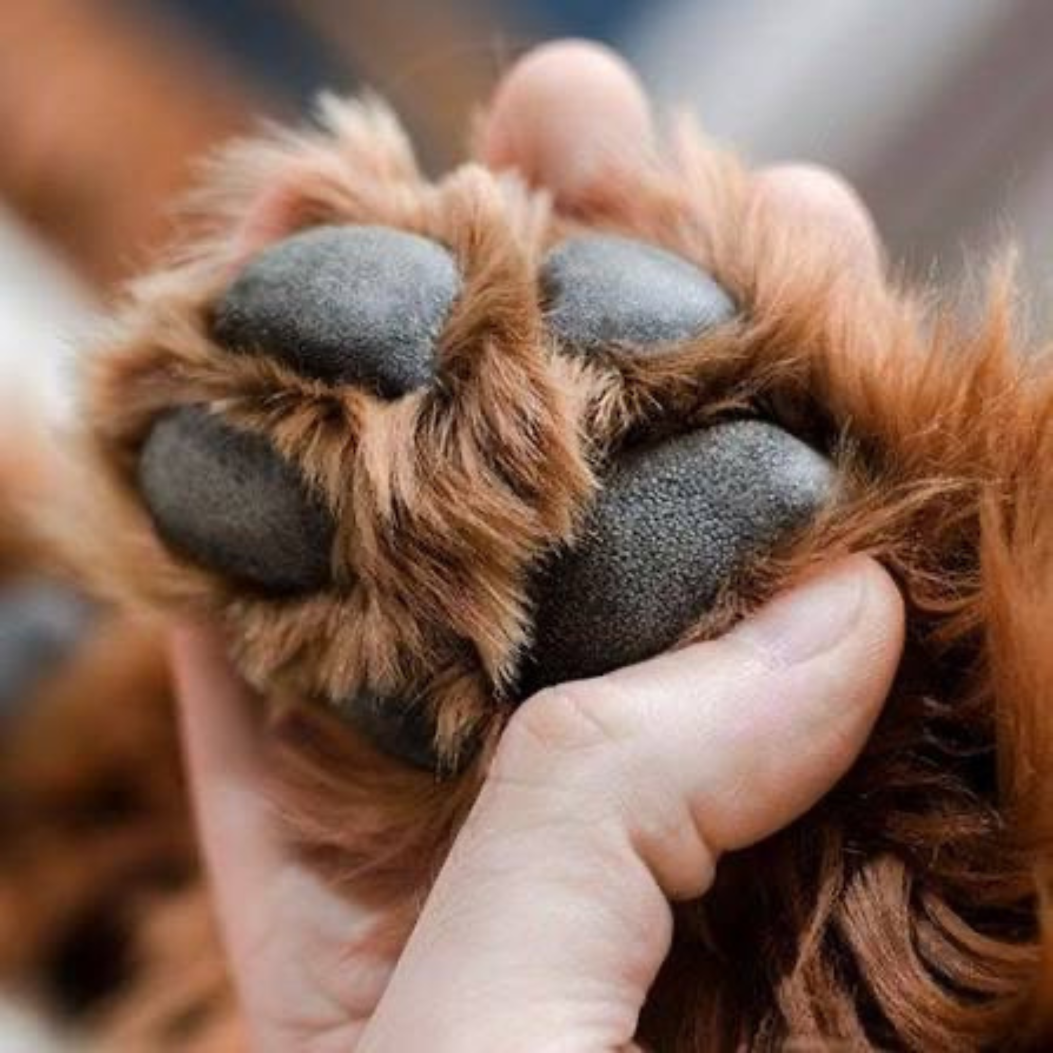 PAWdicure & Hygeine Clips