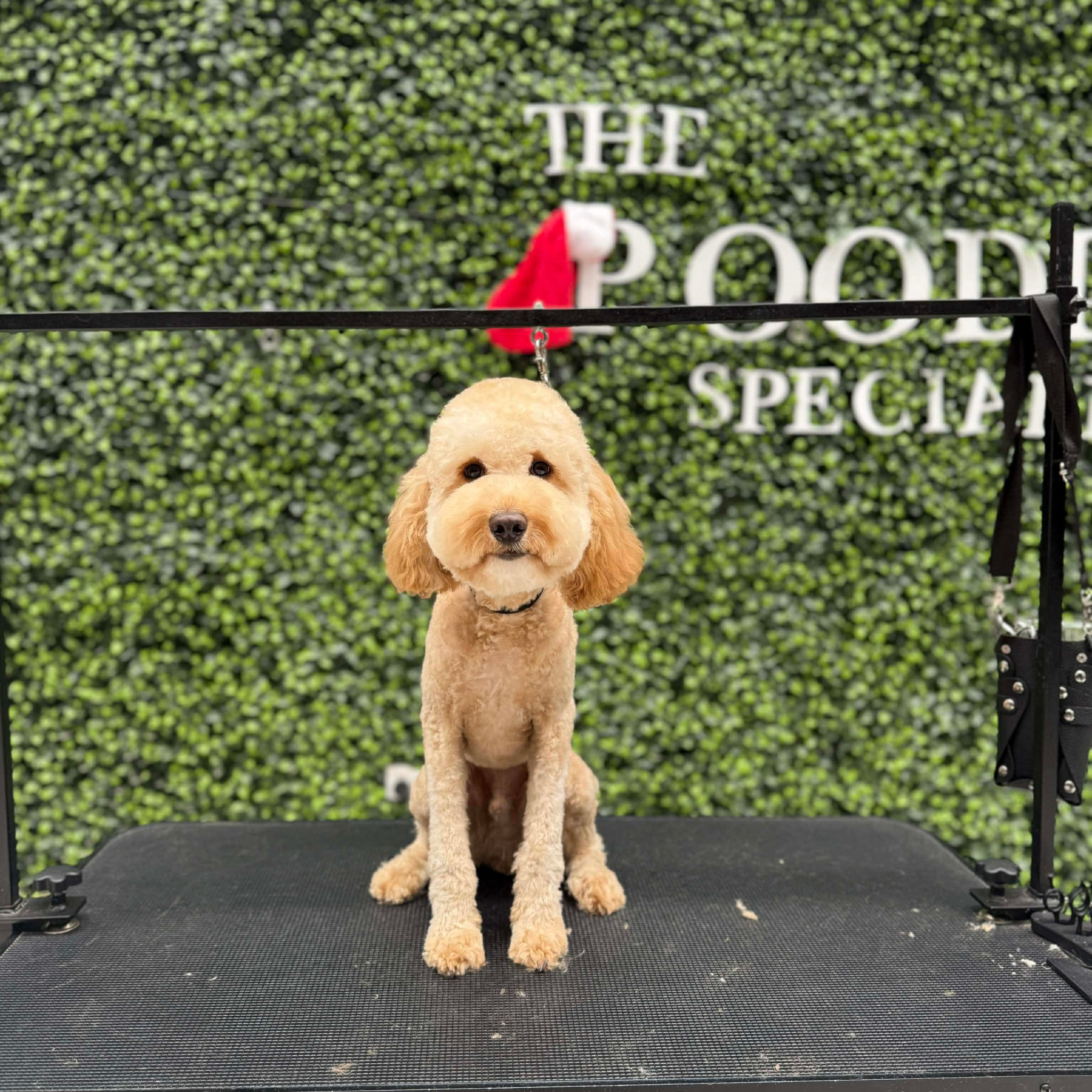 Specialised Oodle Groom